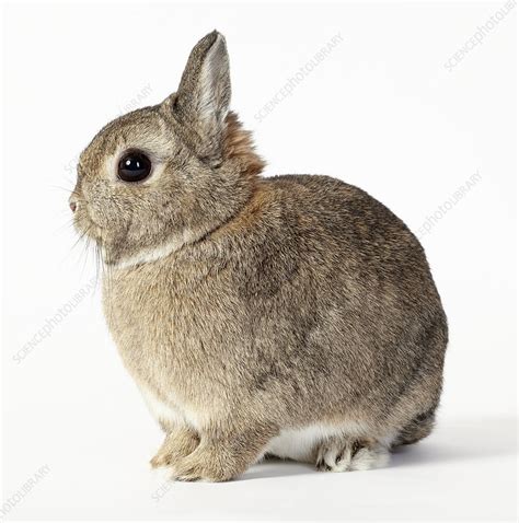 Netherland Dwarf Rabbit Stock Image C0532904 Science Photo Library