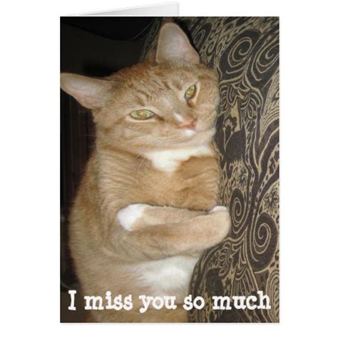 Funny Missing You Greeting Card Cat Hug Zazzle