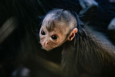 Rare Spider Monkey Born In Uk Zoo