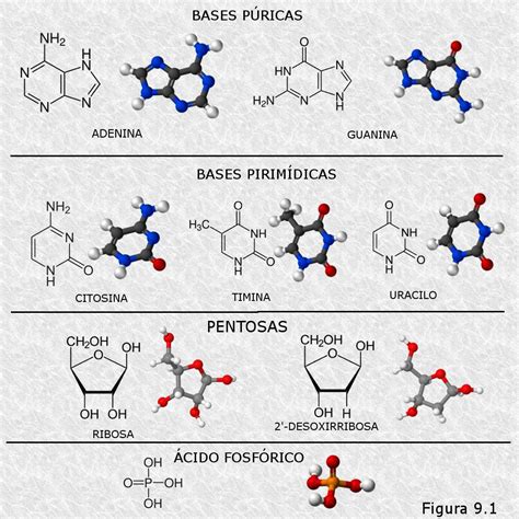 Macromoléculas Naturales Y Sintéticas Ácidos Nucleicos