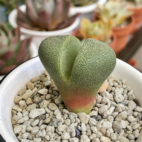 See more ideas about planting succulents, plants, succulents. Split Rock Pleiospilos nelii in 2020 | Rock plants ...