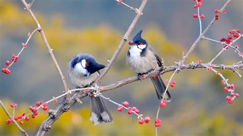 Birds Resting On Cherry Wallpapers Hd Desktop And Mobile