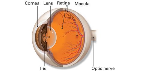 Detached Retina American Academy Of Ophthalmology