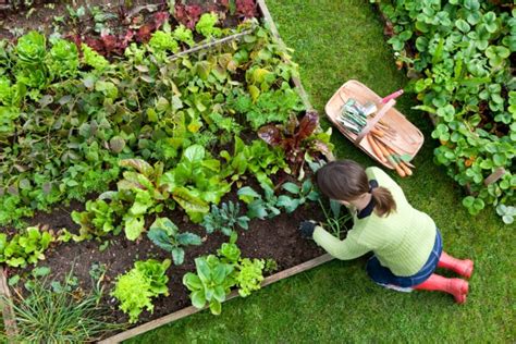 Jardin potager comment cultiver des légumes avec des engrais verts