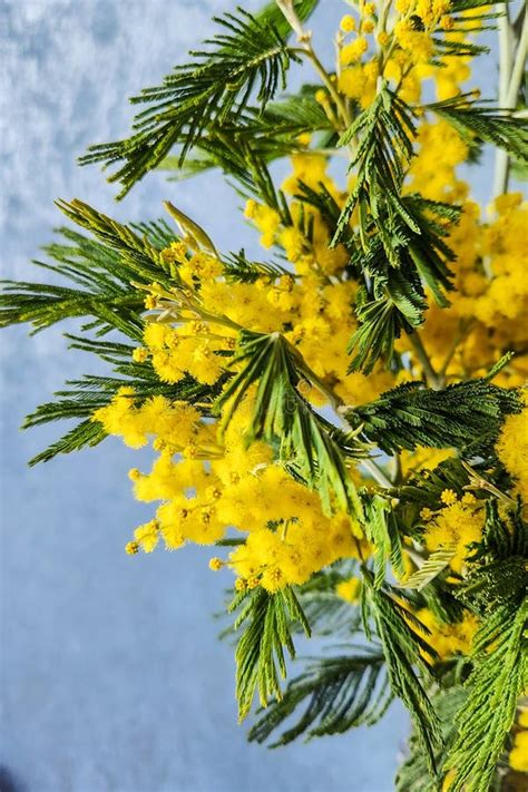 Mimosa Flowers Golden Wattle Tree In Bloom Closeup Of Yellow Acacia