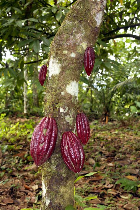 Pictures Of Cocoa Bean Trees Canvas Ly