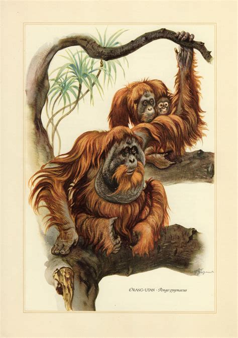 Bornean Orangutan Vintage Lithograph From 1956 Etsy Bornean