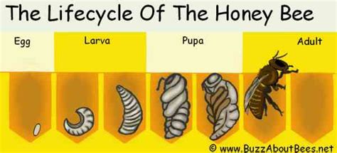 The Honey Bee Life Cycle Egg Larva Pupa Adult Bee Lifespan Video