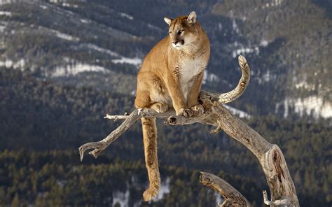 2 Mountain Lion Hd Wallpapers Backgrounds Wallpaper Abyss