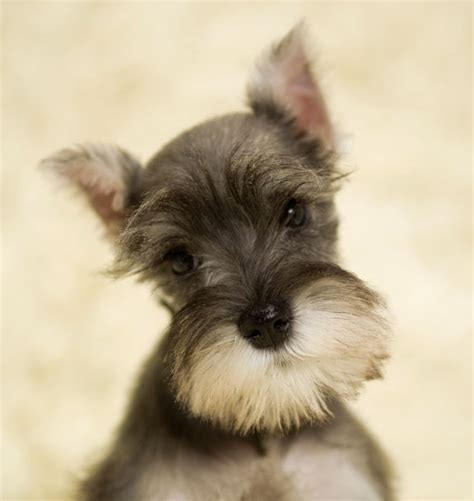 They are quick learners and loyal companions. Cute Dogs: Miniature Schnauzer Puppies