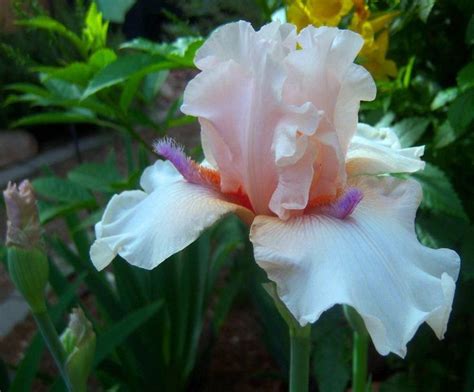 Irises Plant Care And Collection Of Varieties Rare