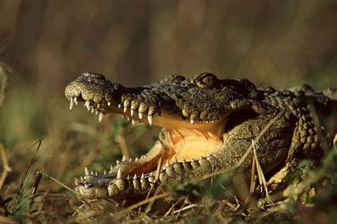 Nile Crocodile With Mouth Open 2197×1463 Scary Dogs Nile Crocodile