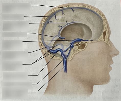 Dural Sinuses Of The Brain Diagram Quizlet