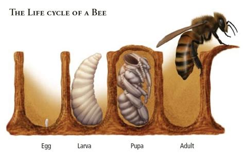 Blog About Honey Bee Life Cycle