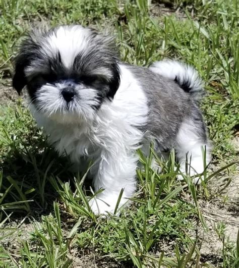 Pics of shih tzu puppies. AVAILABLE PUPPIES - BLISSFUL SHIH TZU PARADISE