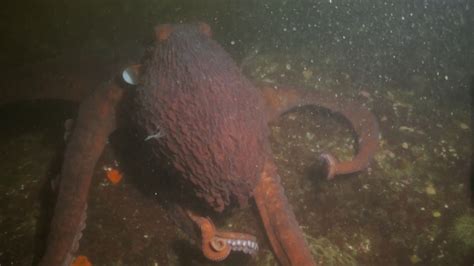 The Vancouver Aquarium Releases A Giant Pacific Octopus Back To The Ocean