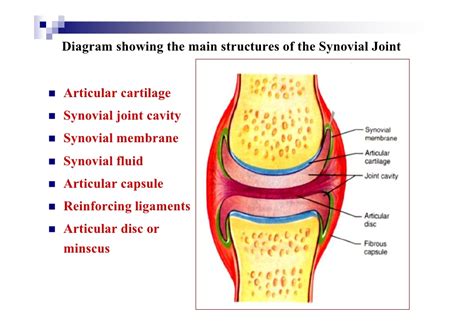 Shoulder ligaments labeled (page 1) diagram of shoulder. Cartilage & joints