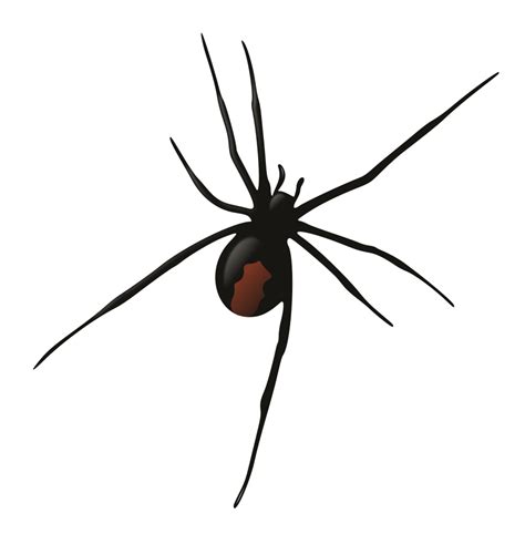 Black widows, named for their deadly courtship practices, are venomous spiders that are found all over the world. Redback Spider svg, Download Redback Spider svg for free 2019