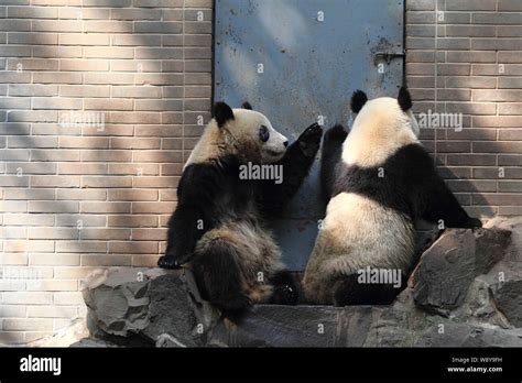 Giant Panda Twins Chengda And Chengxiao Play Together At The Hangzhou
