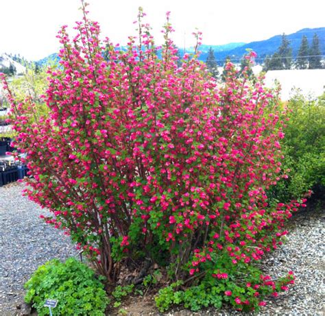 Chuparosa bush | chuparosa flowers [photo by mark a. Red Flowering Currant (Ribes sanguineus)