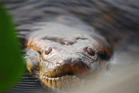 Green Anaconda The Animal Spot