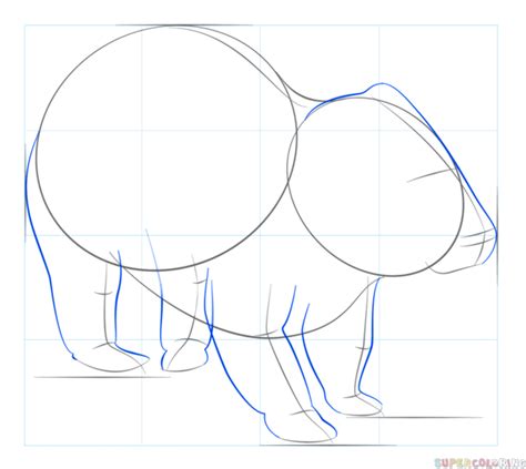How To Draw A Wombat Step By Step Drawing Tutorials