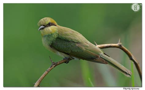 Rathika Ramasamys Wildlife Photography Birds Profile Green Bee