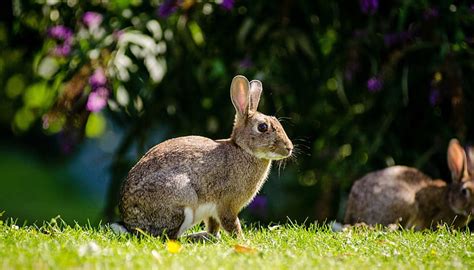 Royalty Free Photo Shallow Focus Photography Of Grey Rabbits During