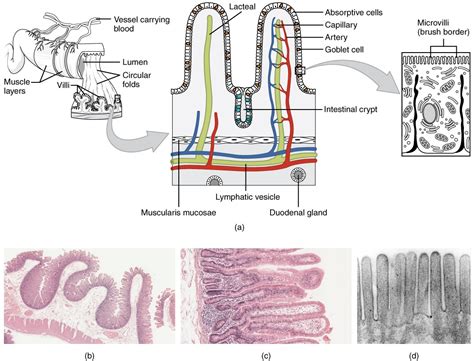 The Small And Large Intestines Anatomy And Physiology Ii