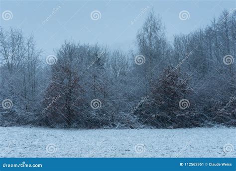 Motion Blurred Snow Fall In Woodlands On A Gloomy Day Stock Image