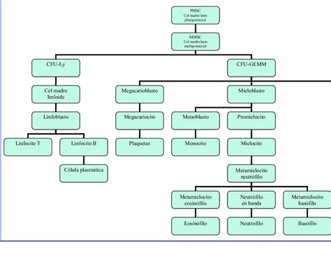 Diagrama De La Hematopoyesis Download Scientific Diagram