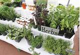 Pictures of Growing Herbs For Profit At Home