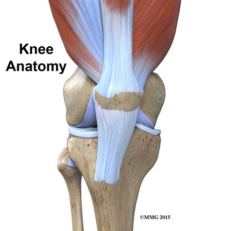 Physical Therapy In Lowell For Knee Anatomy