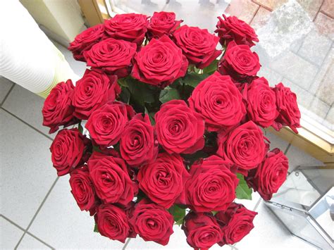 Gambar Menanam Daun Bunga Vas Berwarna Merah Muda Budidaya Bunga