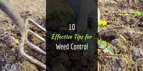 10 Effective Tips For Weed Control How To Keep Weeds Out The Garden