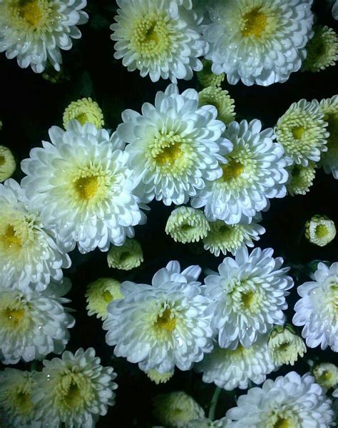 They flourish in a wide range of colors and different shades. White mums | White mums, Garden, Plants