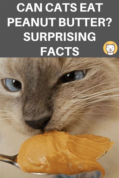 Green beans contain a lot of ingredients that are good for cats. Can Cats Eat Peanut Butter? Surprising facts pet parents ...
