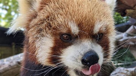 Woodland Park Zoos 16 Year Old Red Panda Euthanized Over Heart Ailment