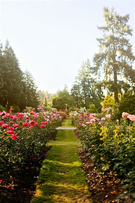 At a junction, go left on the fairview spur for the japanese and rose gardens, and switchback at a viewpoint over the garden's koi ponds through the trees. International Rose Test Garden in the City of Roses