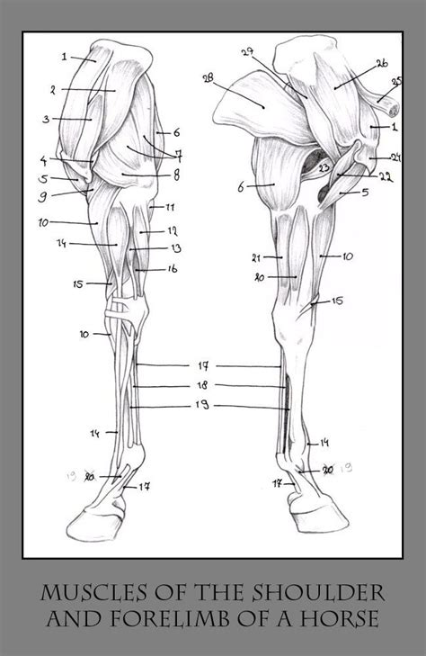 Horse Leg Bones Diagram Musculoskeletal Anatomy Of Your Horse