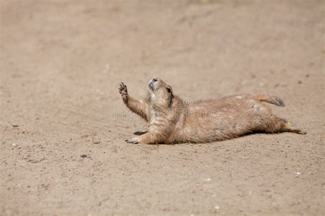 Funny Rodent Rising Paw Up Like It Is Thirsty Stock Photo Image Of