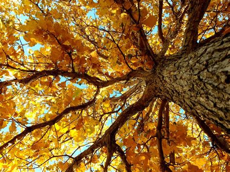Free Picture Autumn Season Bark Detail Tree Forest Park Yellow