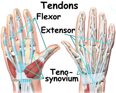 Your walls are a reflection of your personality, so let them speak with your favorite quotes, art, or designs printed on our the forearm muscles and tendons become damaged from overuse — repeating the same motions again and again. MYO Therapy & Healthcare Institute: Flexor Tendon Injuires