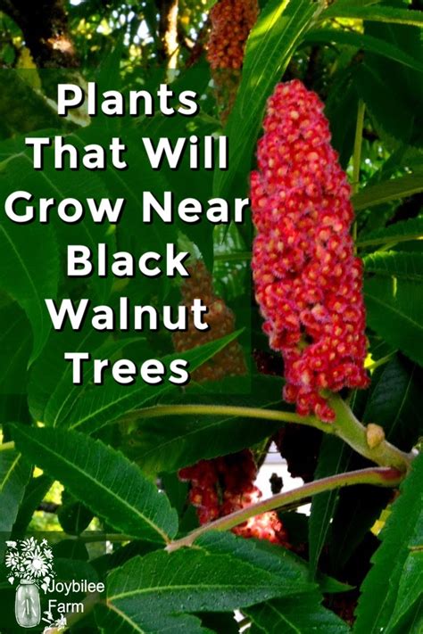 30 Plants That Will Grow Near Black Walnut Trees In Zone 3 Joybilee® Farm Diy Herbs