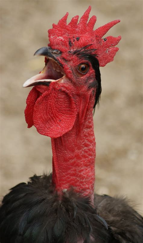 Transylvanian Naked Necked Chicken 1 Lacibabaanyukája Flickr