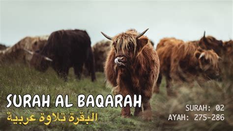 Revelation surah baqarah is a medinan surah and titled the cow because of ayat 67 which makes mention of a cow. Surah Al Baqarah Ayah 275-286 | البقرة تلاوة عربية by ...