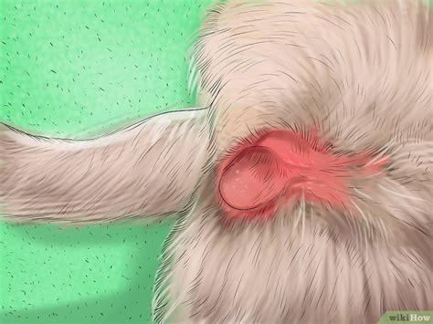 Here are some symptoms of stomach cancer in dogs to look out for: 4 Modi per Capire se il Tuo Cane è in Calore - wikiHow