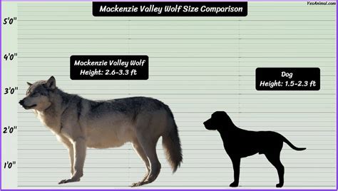 mackenzie size chart - Keski