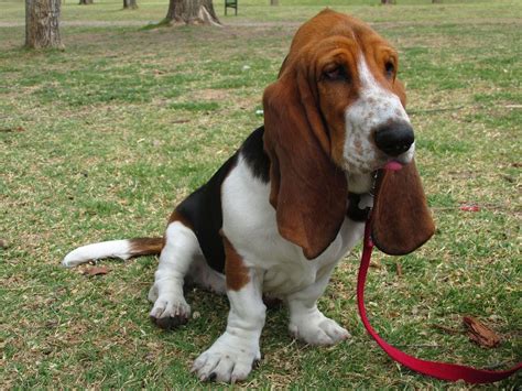 Basset Hound Temperamento Características Comportamiento Origen