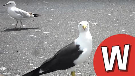 Seagull Attack Youtube